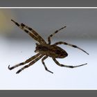 Spinne bäuchlings