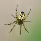 Spinne