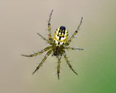 Spinne