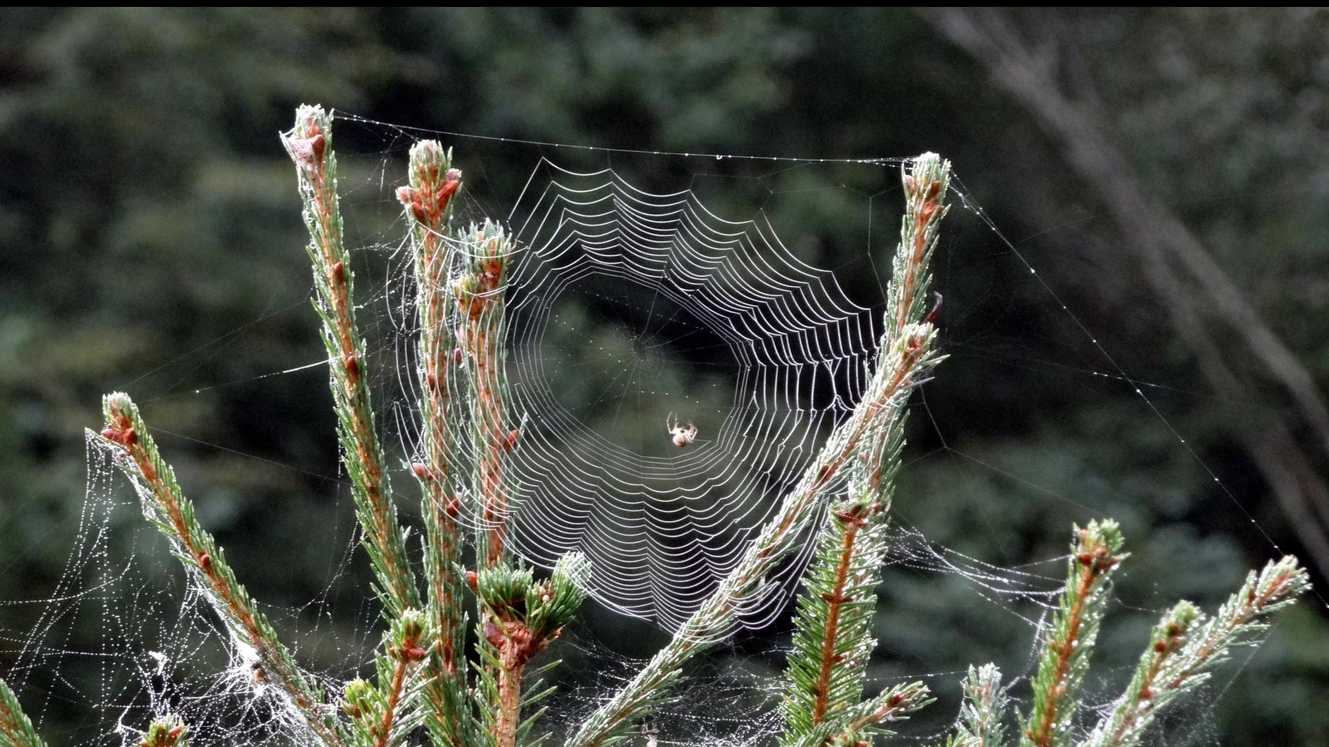 Spinne bei der Arbeit