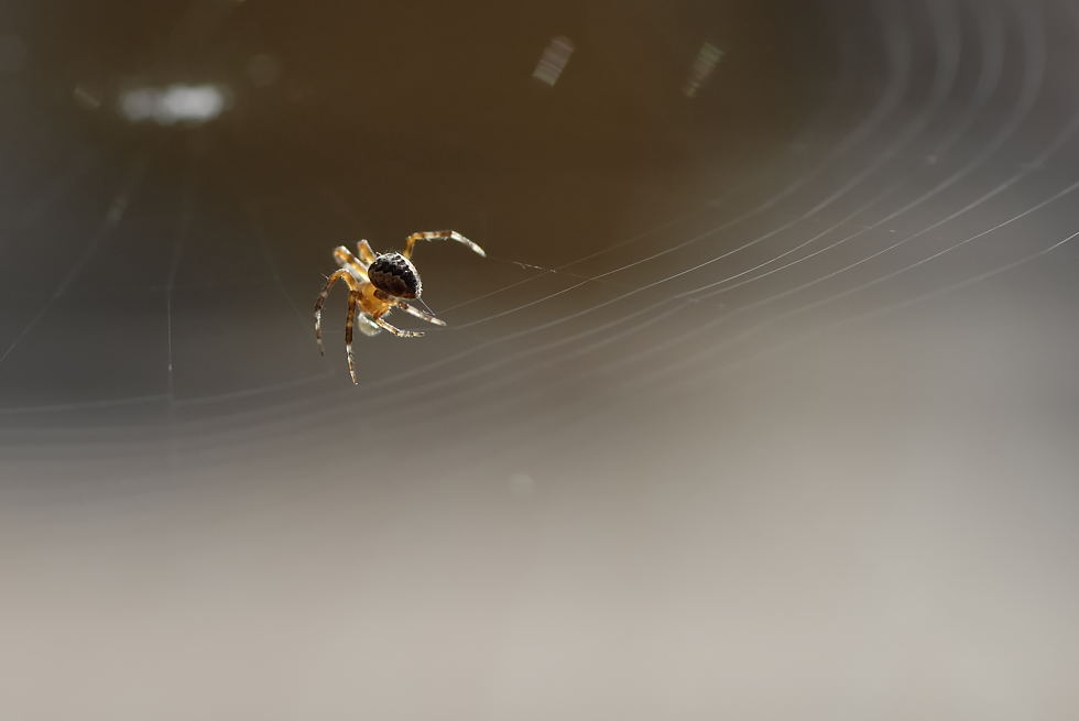 Spinne bei der Arbeit