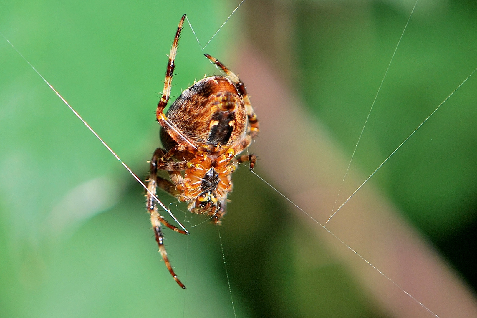 Spinne bei der Arbeit