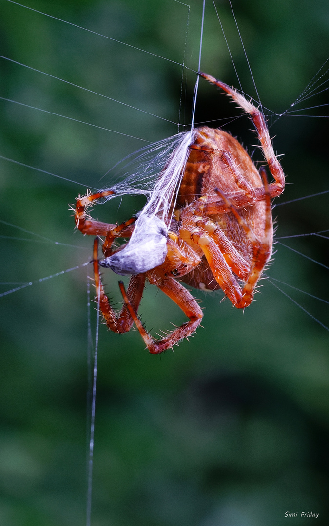 Spinne bei der Arbeit