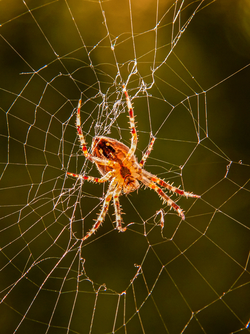 Spinne bei der Arbeit