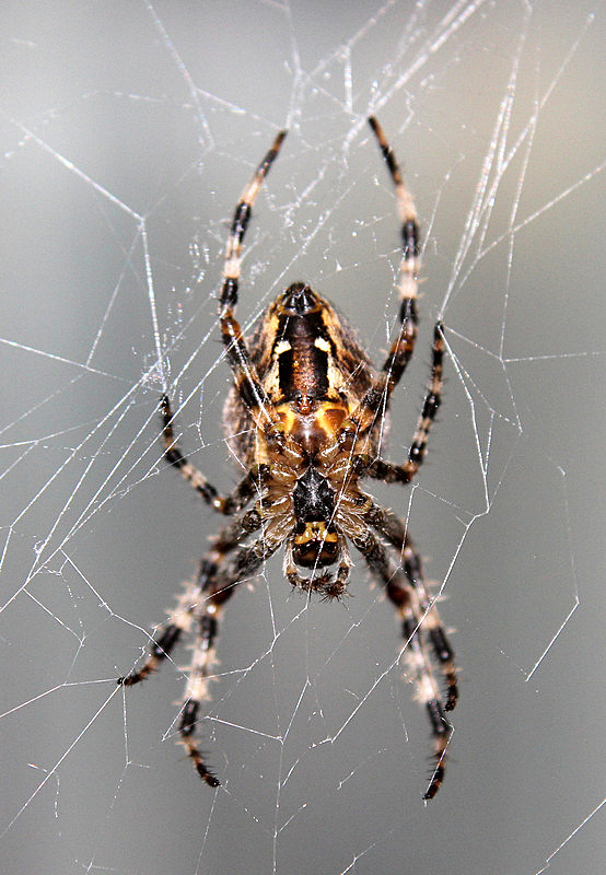 Spinne bei der Arbeit im Netz