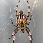 Spinne bei der Arbeit im Netz