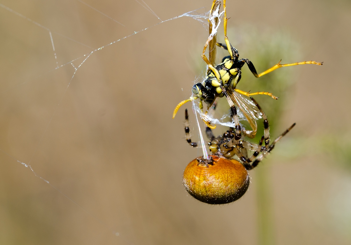 Spinne bei der Konservierung für Hauptgang