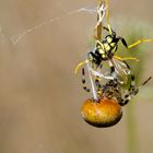 Spinne bei der Konservierung für Hauptgang