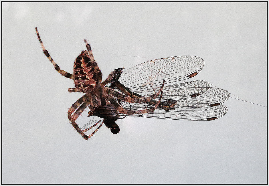 Spinne bei der Mahlzeit