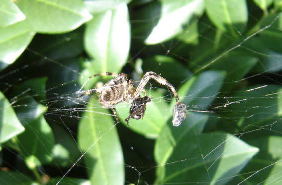 Spinne bei der Mahlzeit