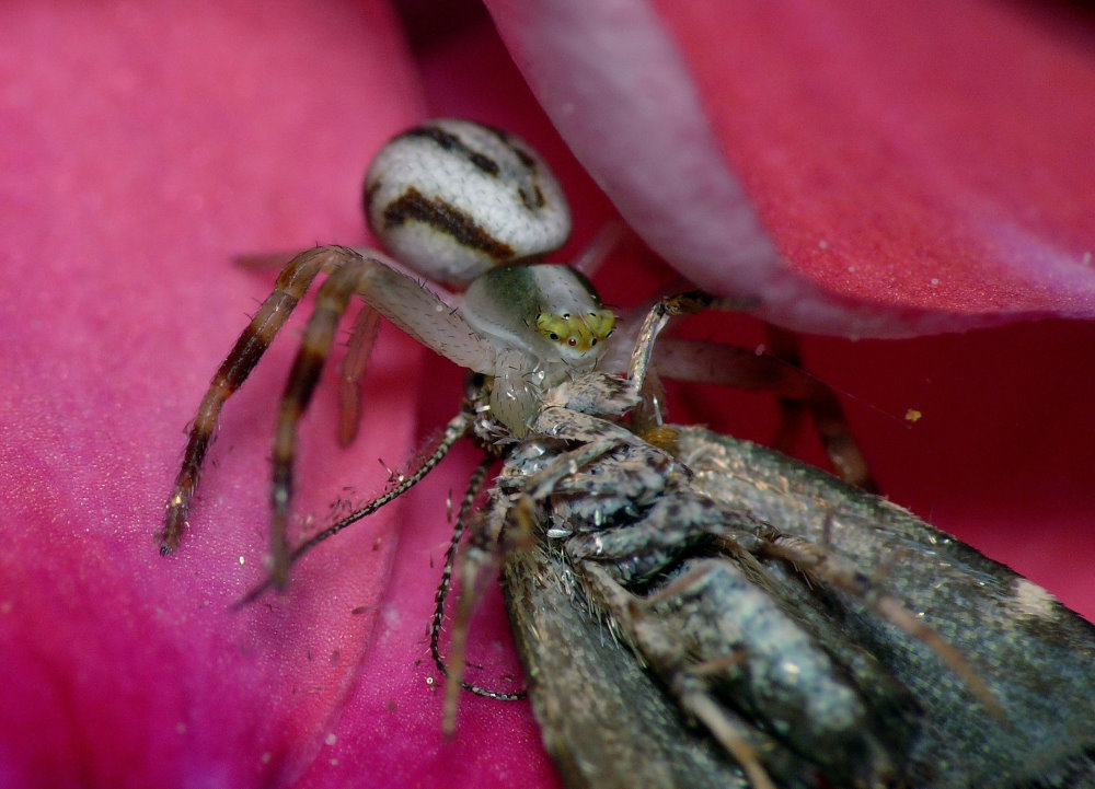 Spinne bei der Mahlzeit