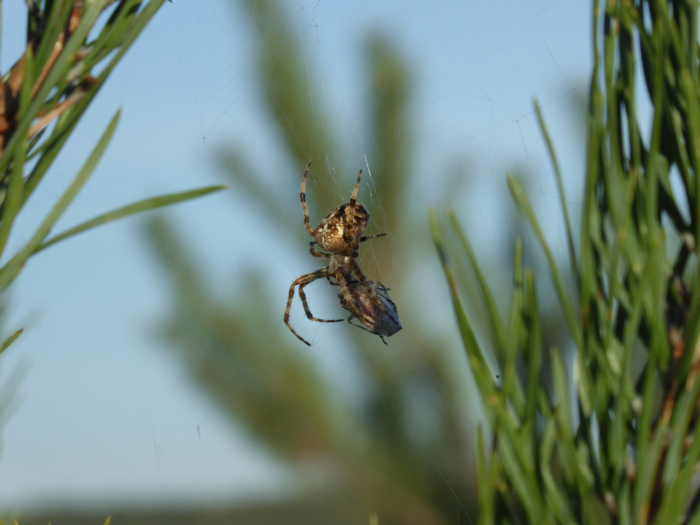 Spinne bei der Mahlzeit