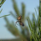 Spinne bei der Mahlzeit