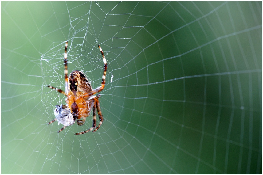 Spinne bei der Mahlzeit