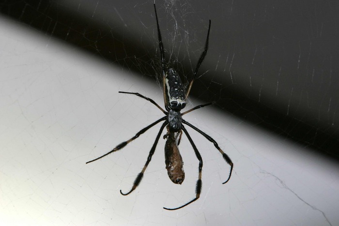 Spinne bei der Mahlzeit von vorne