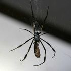 Spinne bei der Mahlzeit von vorne