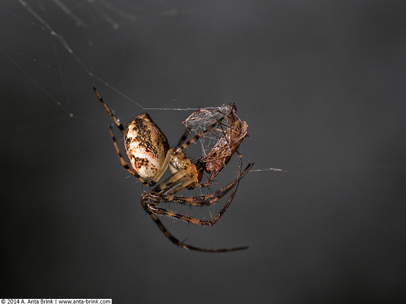 Spinne bei der Nahrungsaufnahme