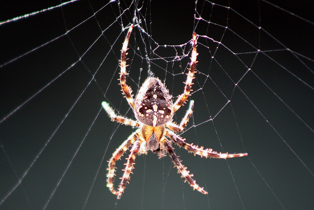 Spinne bei ihrer Lieblingsbeschäftigung