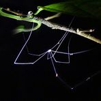 Spinne bei Nacht