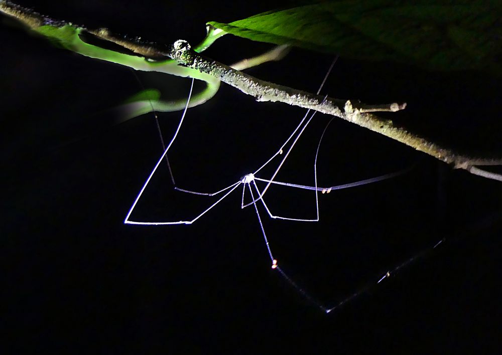 Spinne bei Nacht