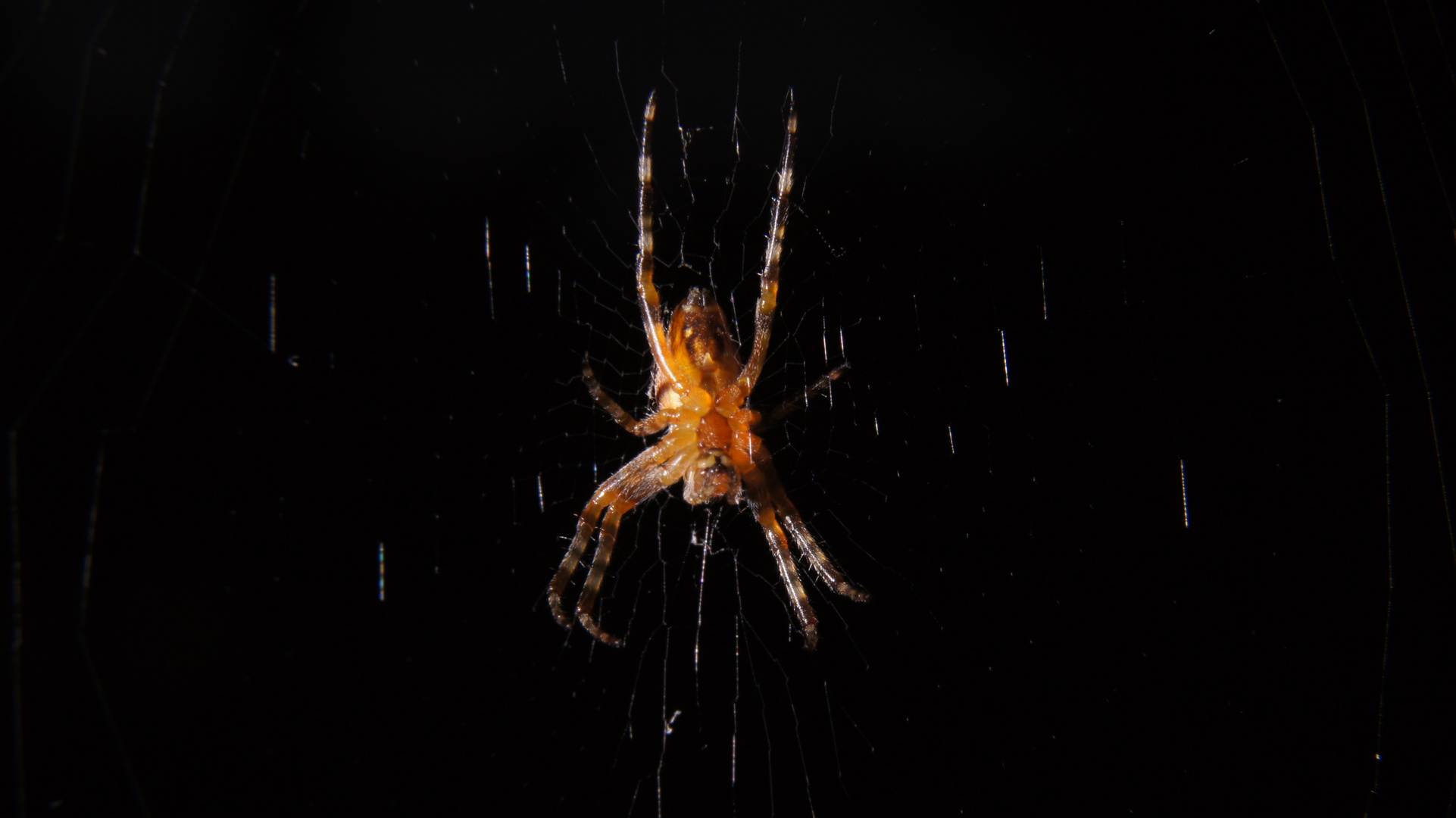 Spinne bei Nacht