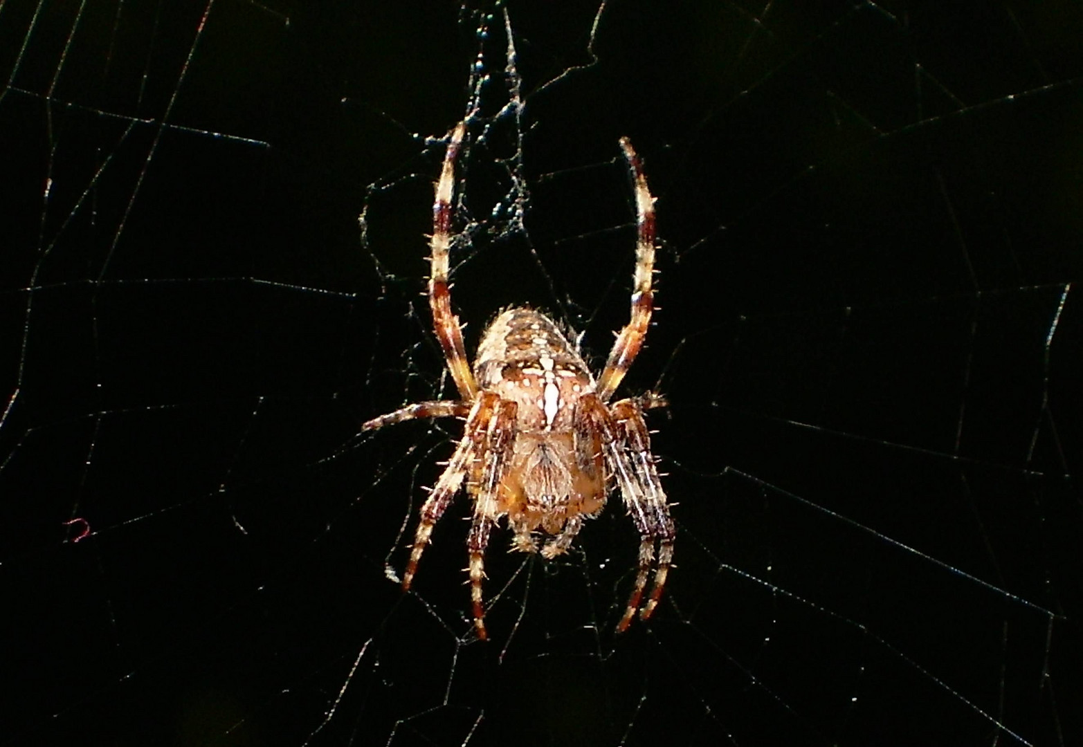 Spinne bei Nacht