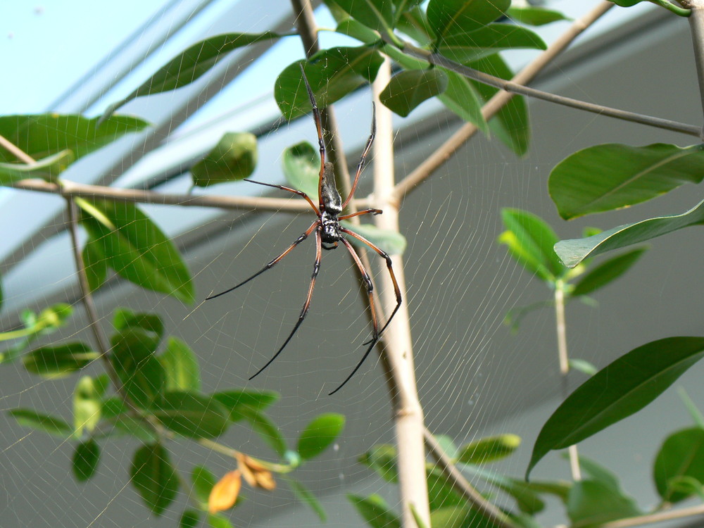 Spinne bei sich zu Hause