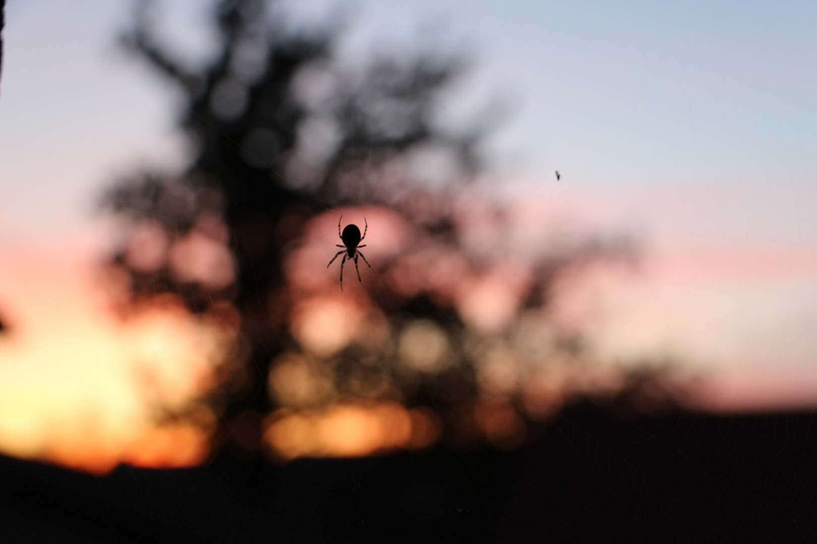 Spinne bei Sonnenuntergang