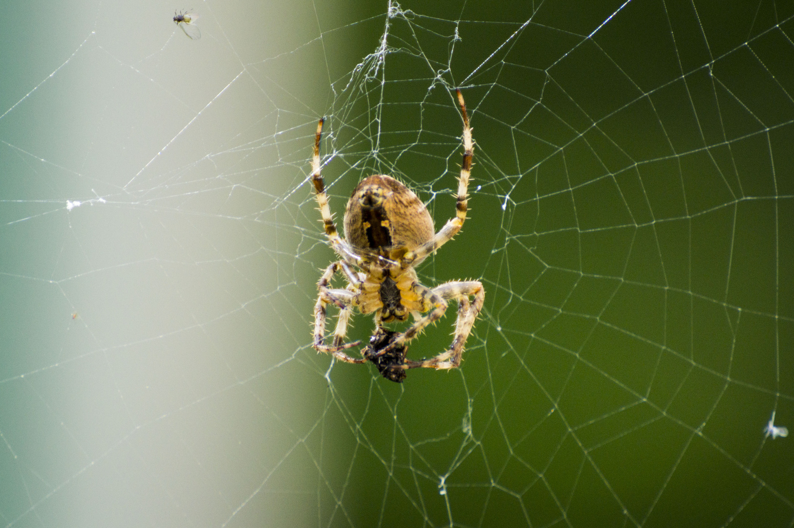 Spinne bei uns im Garten