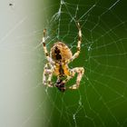 Spinne bei uns im Garten