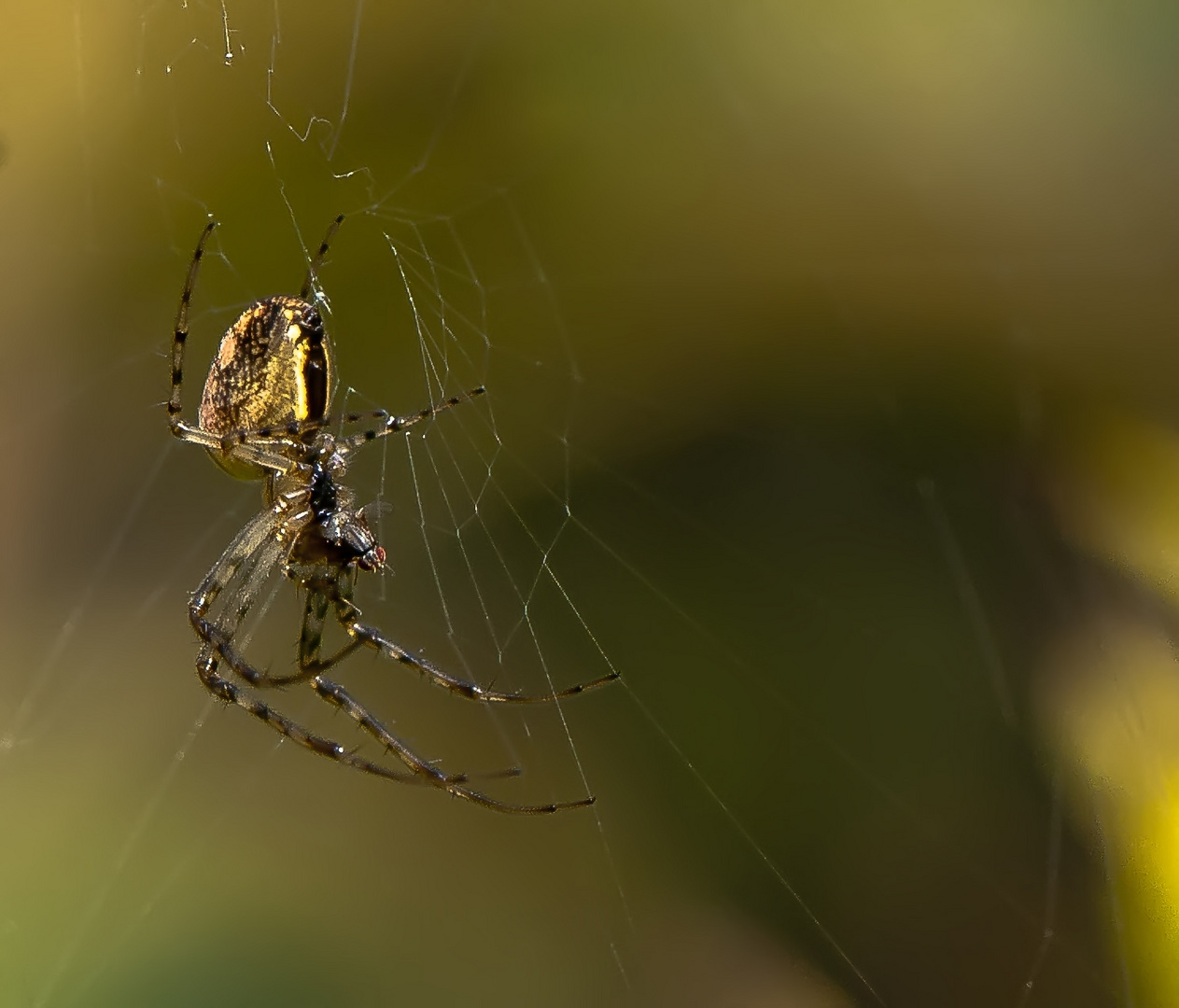 Spinne bei Verzehr von Fliege