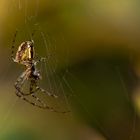 Spinne bei Verzehr von Fliege