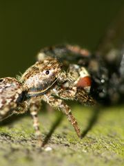 Spinne beim Abendbrot