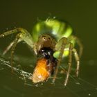 Spinne beim Abendessen