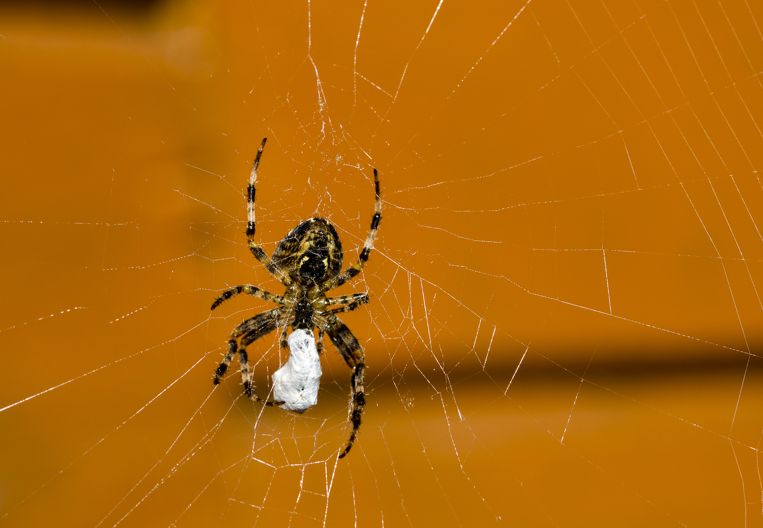 Spinne beim Abendessen