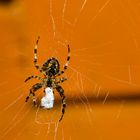 Spinne beim Abendessen