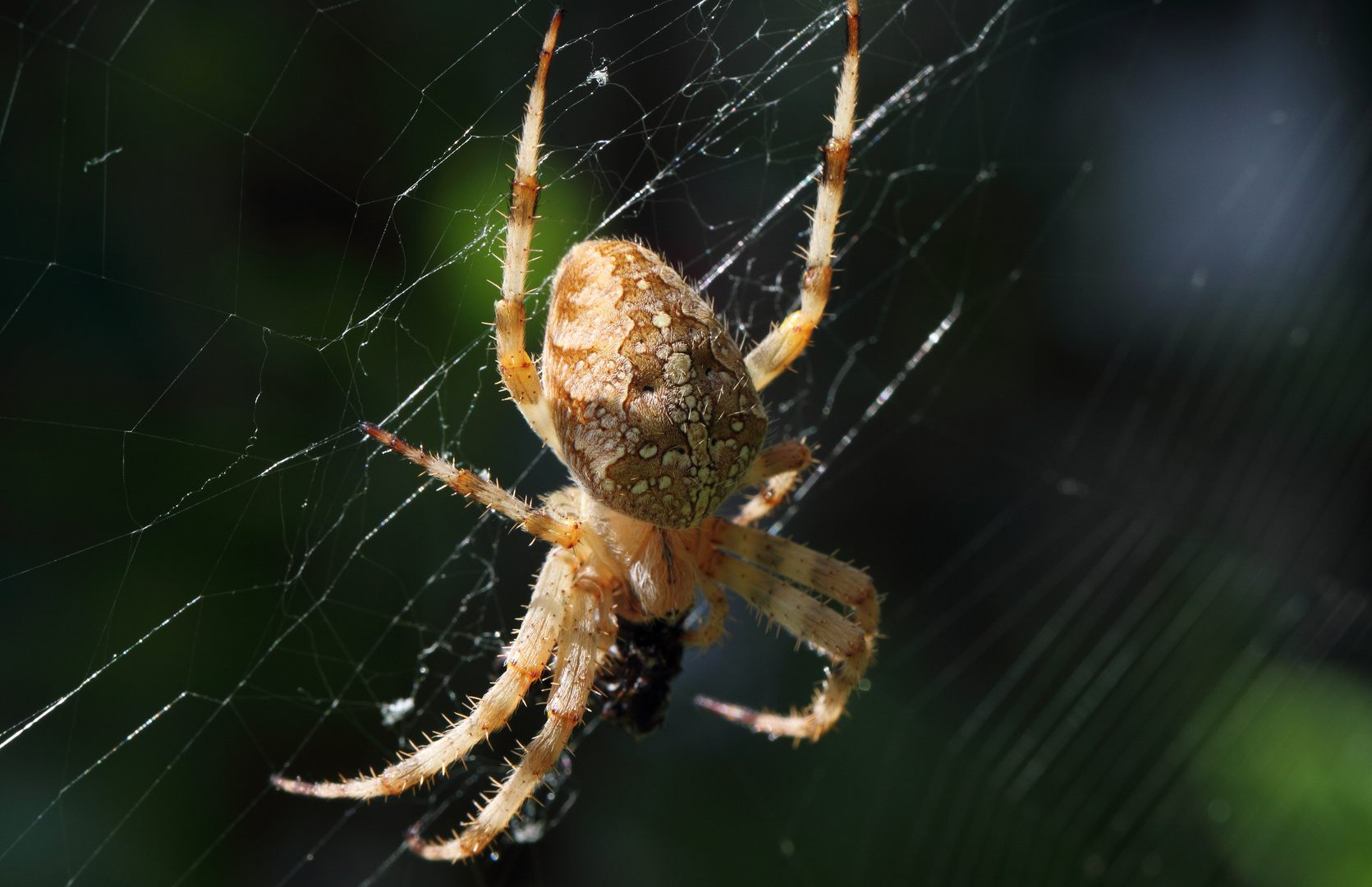 Spinne beim Abendmahl