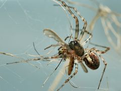 Spinne beim Aussaugen 2