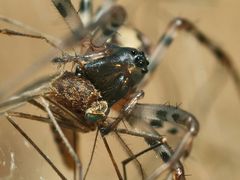 Spinne beim Aussaugen