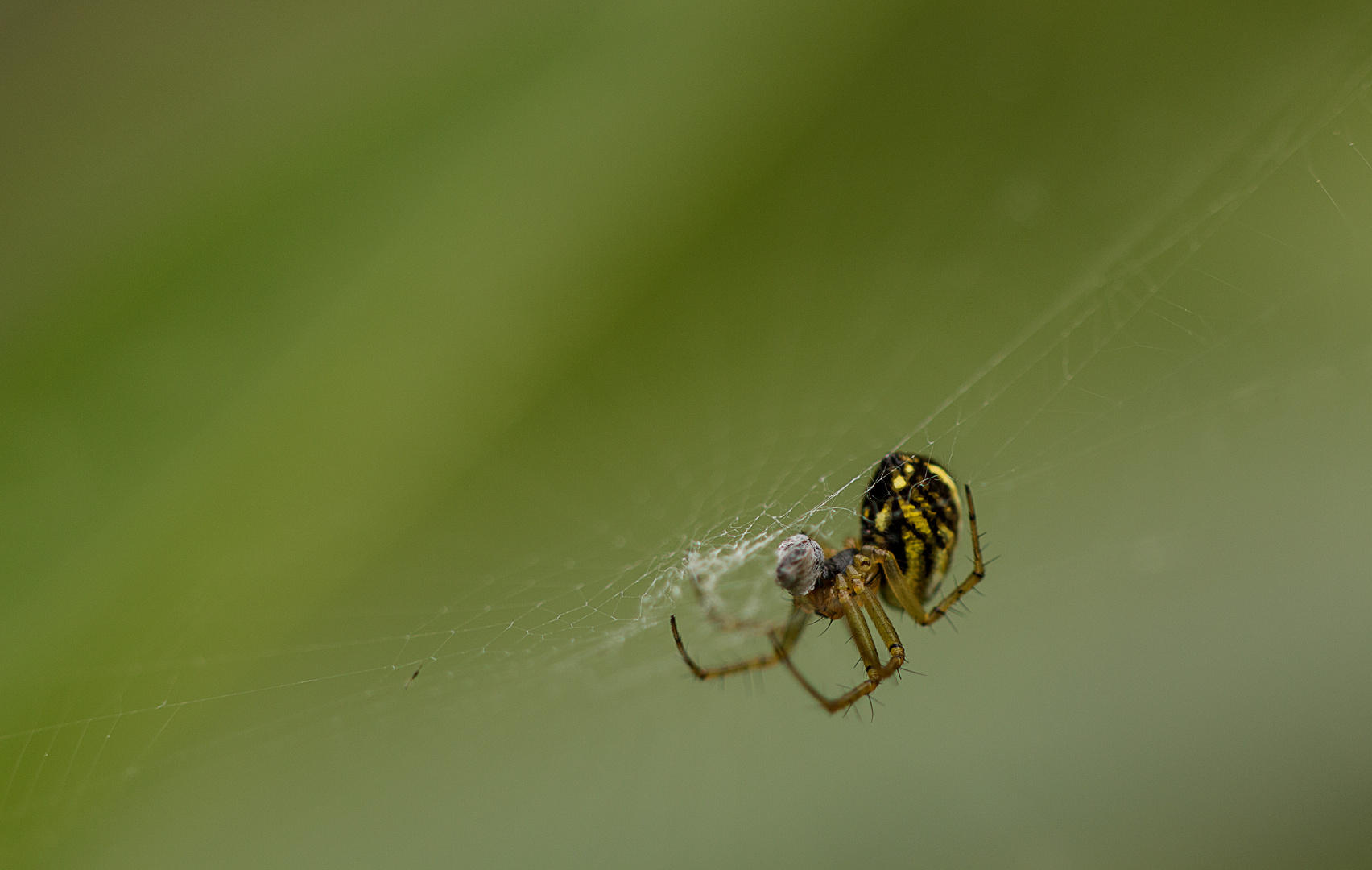 Spinne beim Dessert