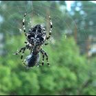 Spinne beim Dinner