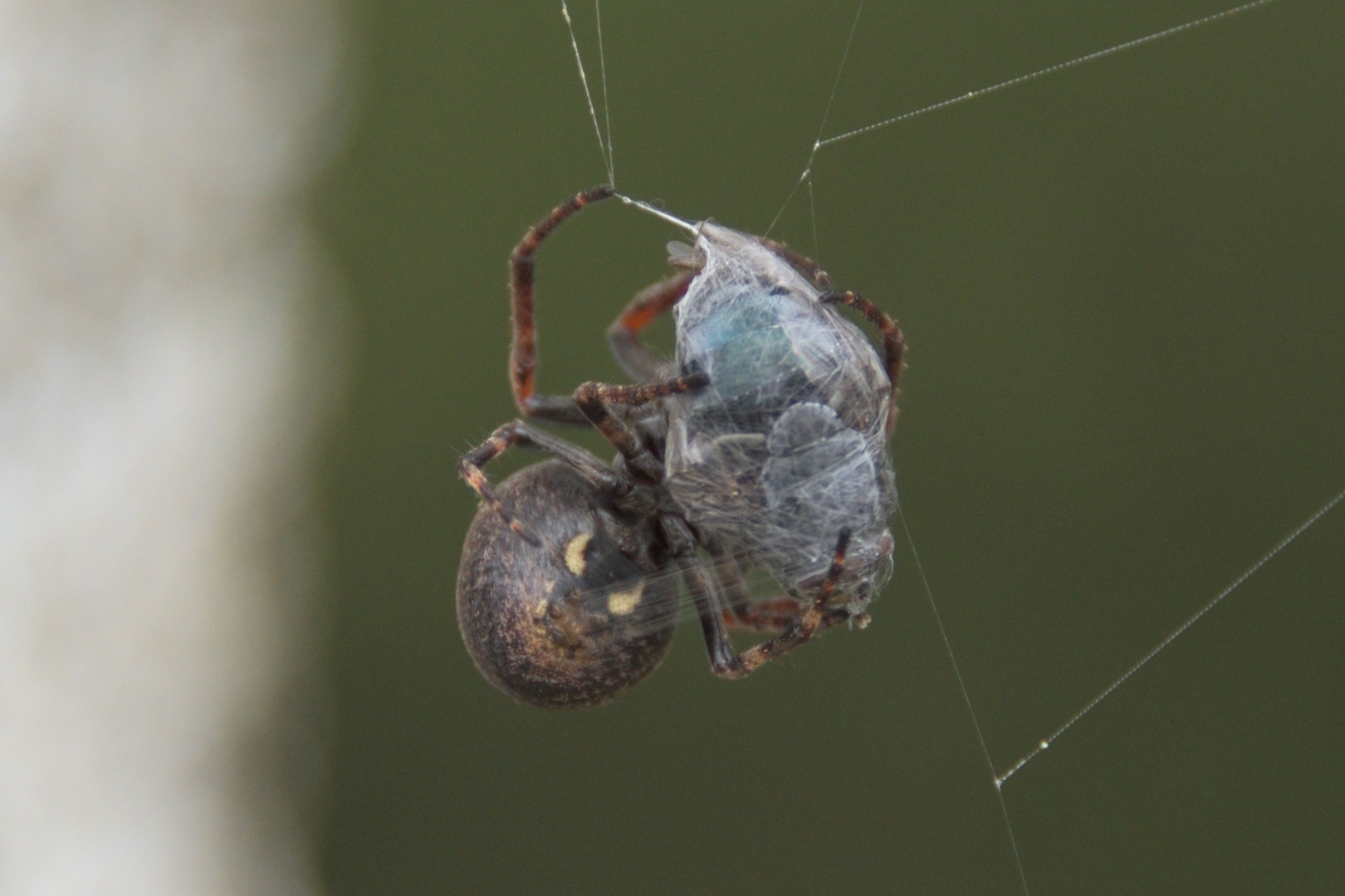 Spinne beim Einwickeln des Opfers