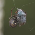 Spinne beim Einwickeln des Opfers