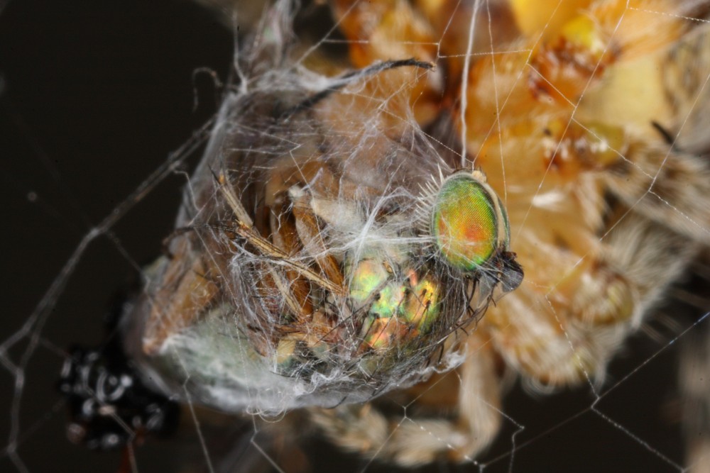 Spinne beim einwickeln einer Fliege