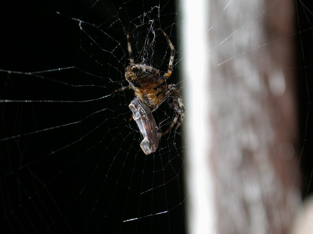 Spinne beim Festessen