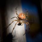 Spinne beim Fliegen Essen