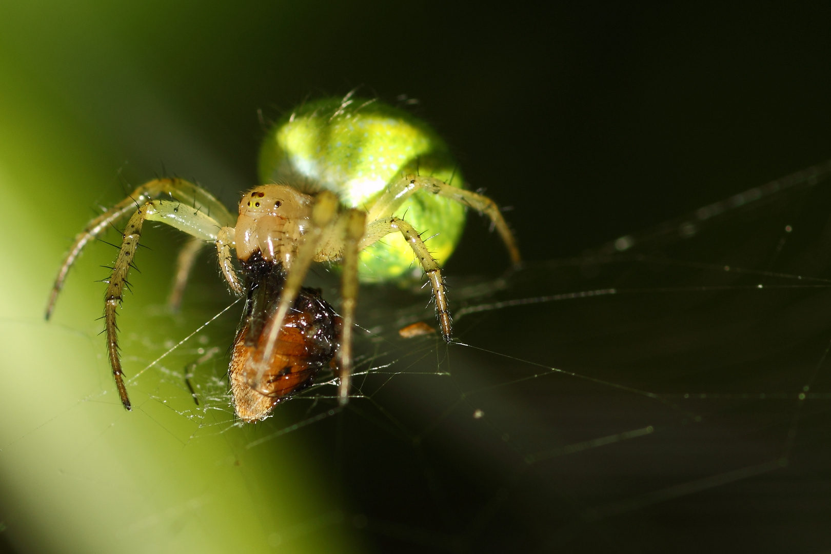 Spinne beim Fressen