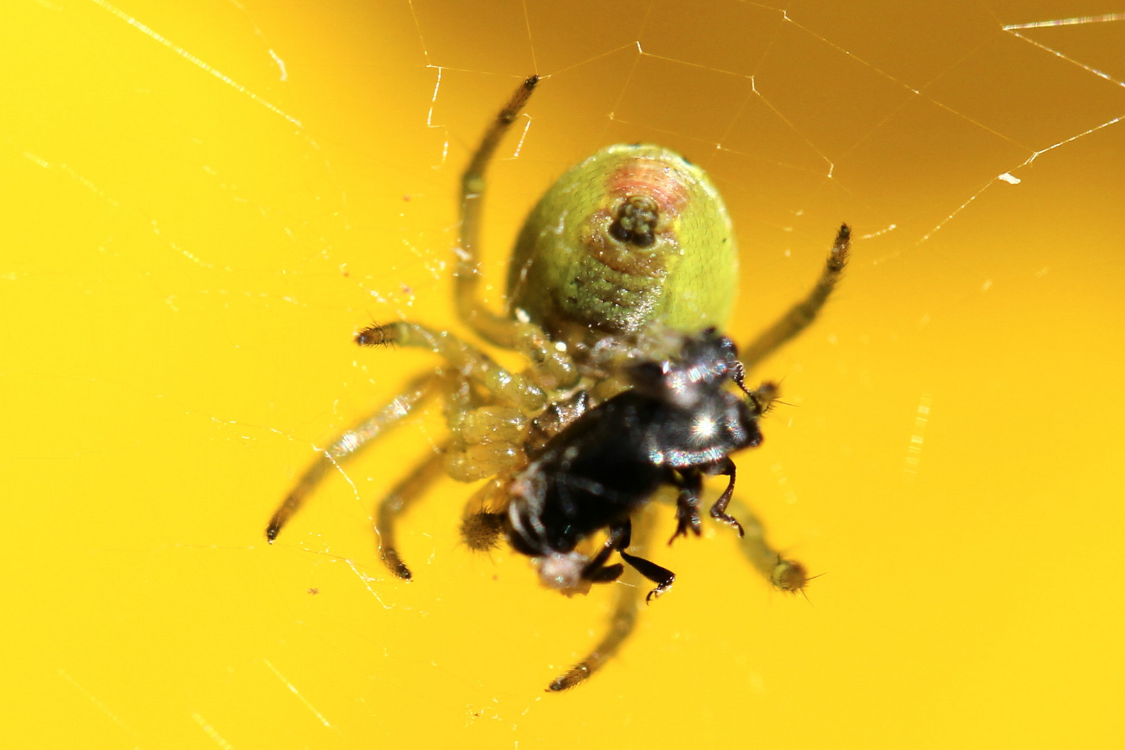 Spinne beim Fressen