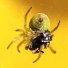 Spinne beim Fressen