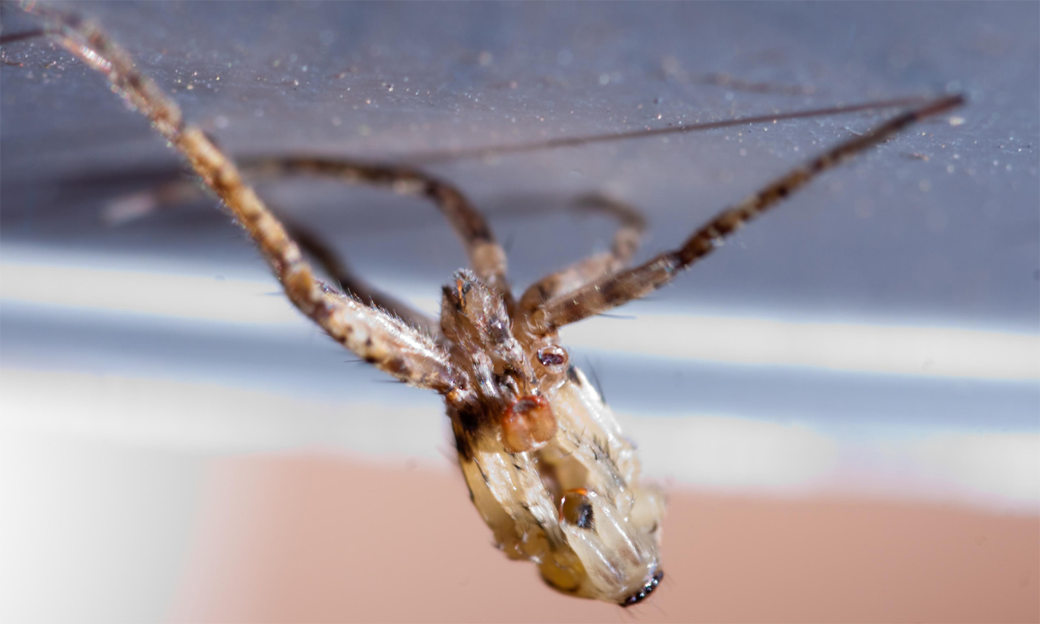 Spinne beim Häuten